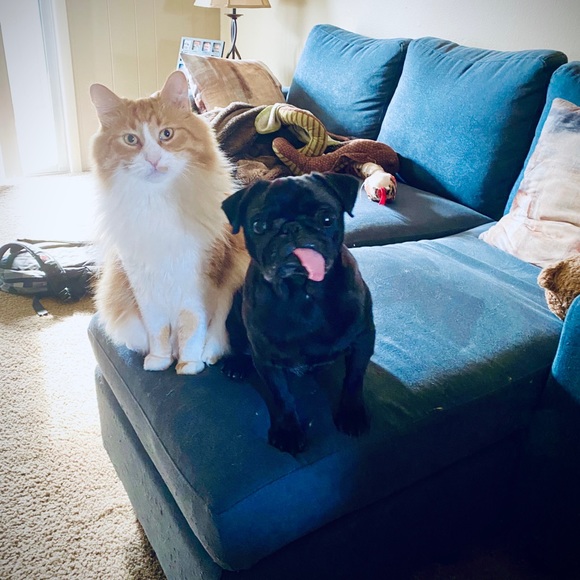 Meet your Posher, Sara - Picture 3 of 6